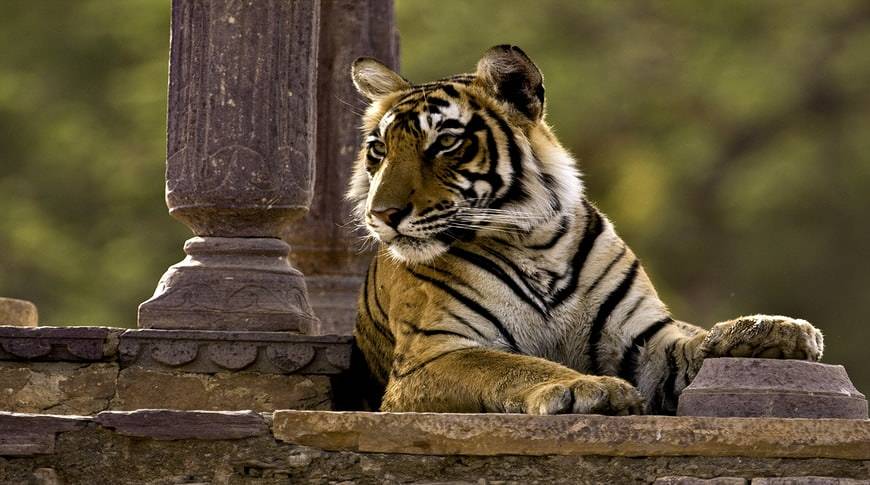  RAJASTHAN MEWAD
